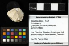 Foto (Objekt + Etiketten) von Eodromites sp. 
